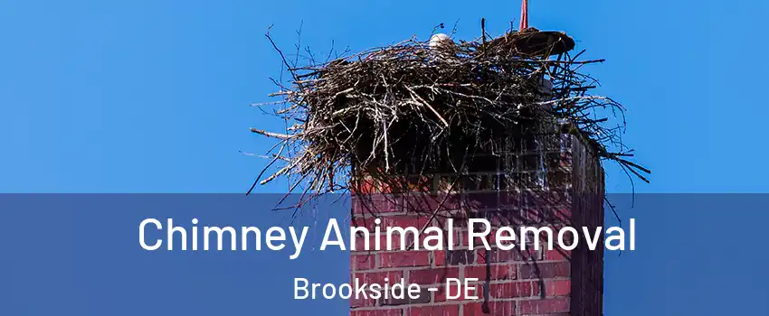  Chimney Animal Removal Brookside - DE