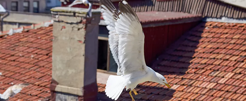 Residential Chimney Animal Removal Solution in Brookside, DE