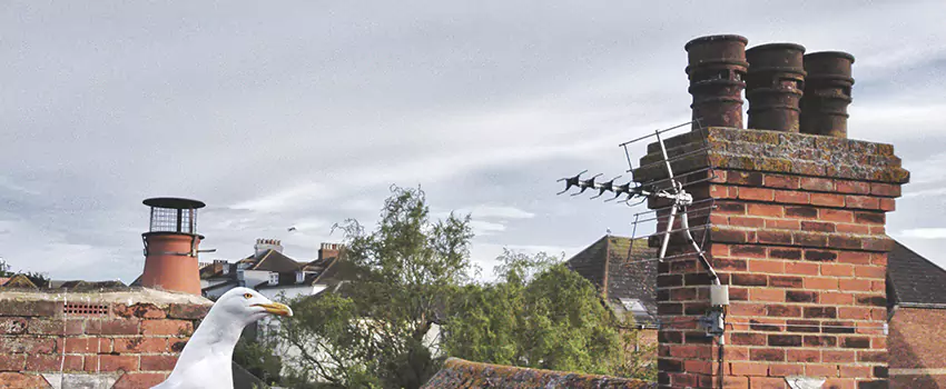 Chimney Cleaning And Restoration in Brookside, Delaware